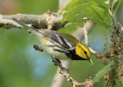 Black-throated Green Warbler; male