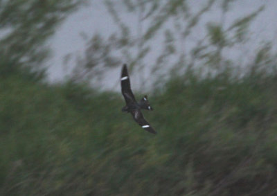 Common Nighthawk