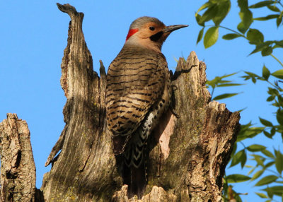 Northern Yellow-shafted Flicker; male