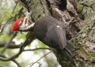 Pileated Woodpecker; male