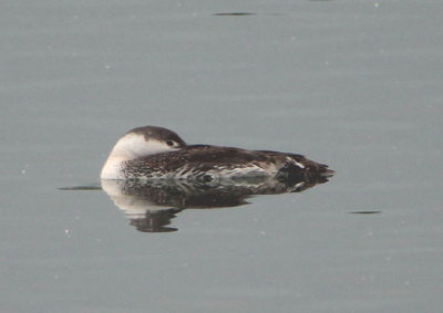 Red-throated Loon; basic