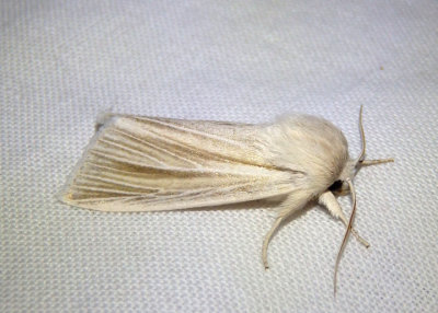 9280 - Acronicta insularis; Cattail Caterpillar Moth