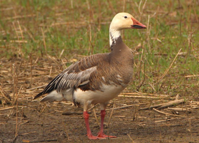 Snow Goose; dark morph