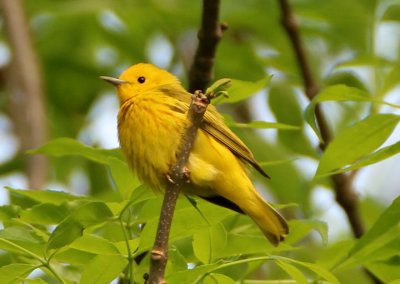 Yellow Warbler; male