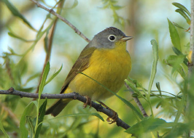 Nashville Warbler