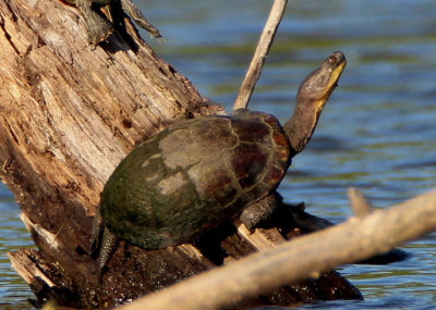 Blanding's Turtle