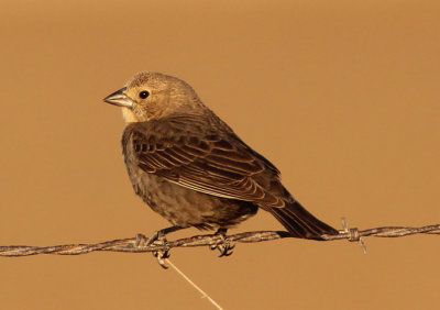 Brown Cowbird; female