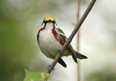 Chestnut-sided Warbler; male