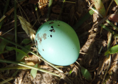 Chipping Sparrow egg