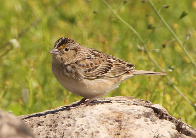 Grasshopper Sparrow