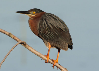 Green Heron