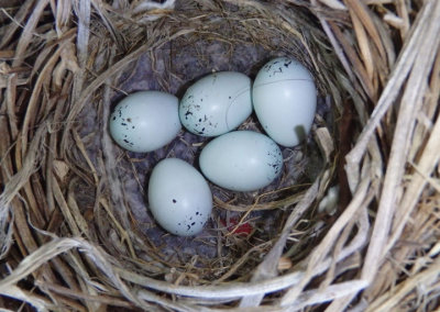 House Finch nest