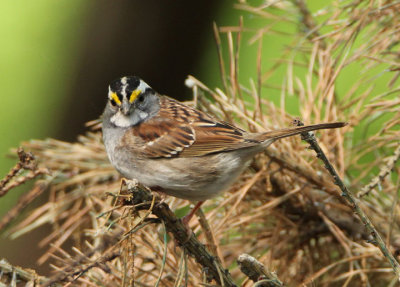 White-throated Sparrow