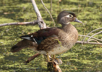 Wood Duck; female