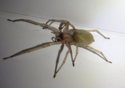 Cheiracanthium Long-legged Sac Spider species