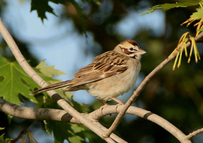 Lark Sparrow