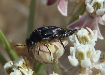 Mordella hubbsi; Tumbling Flower Beetle species