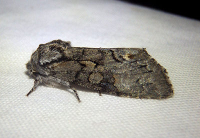 10012 - Psaphida electilis; Chosen Sallow