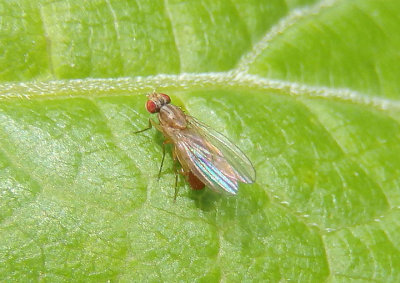 Scaptomyza Vinegar Fly species