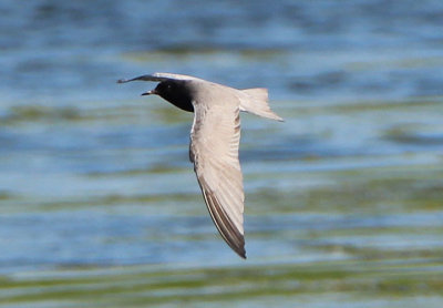 Black Tern; breeding