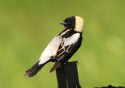 Bobolink; breeding male