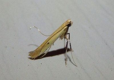 0644 - Caloptilia violacella; Leaf Blotch Miner Moth species