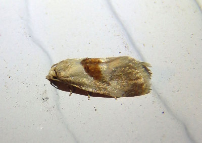 3807 - Phalonidia lepidana; Tortricid Moth species