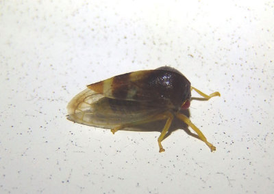 Cyrtolobus auroreus; Treehopper species; male