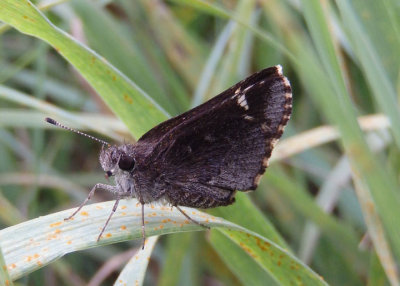 Amblyscirtes vialis; Common Roadside-Skipper