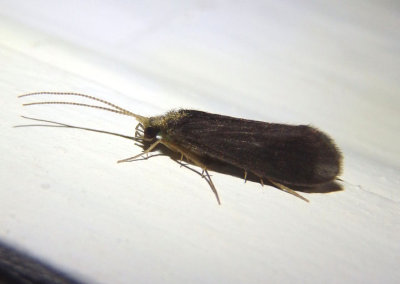Nyctiophylax Tube Maker Caddisfly species