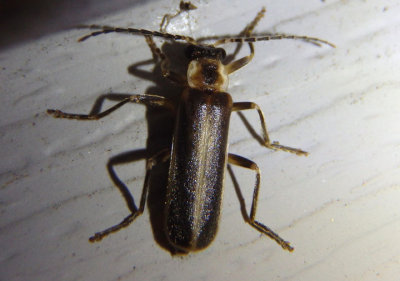 Podabrus basillaris; Soldier Beetle species