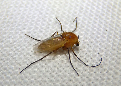 Pseudochironomus Midge species