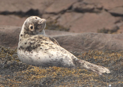 Gray Seal