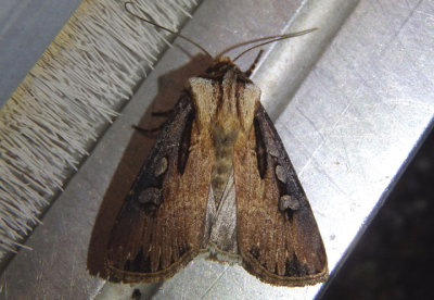 10659 - Agrotis volubilis; Voluble Dart