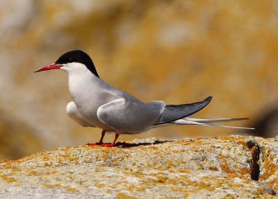 Arctic Tern