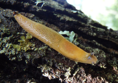 Arion subfuscus; Dusky Slug; exotic