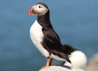 Atlantic Puffin 