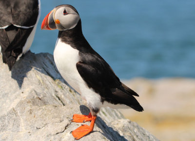 Atlantic Puffin 