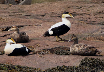 Common Eiders