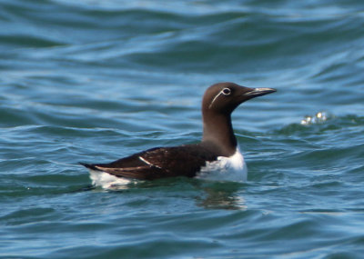 Common Murre; breeding; bridled variant