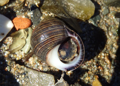 Common Periwinkle