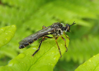 Dioctria hyalipennis; Robber Fly species