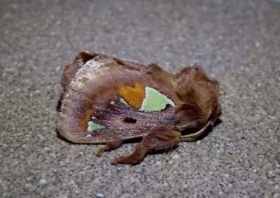 4697 - Euclea delphinii; Spiny Oak-Slug Moth
