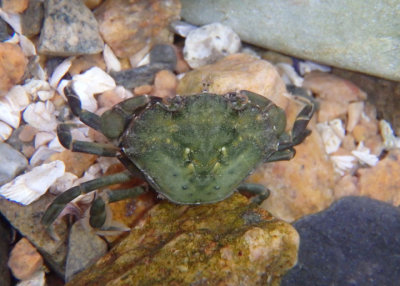 Green Crab; exotic