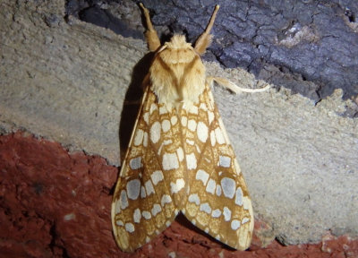 8211 - Lophocampa caryae; Hickory Tussock Moth