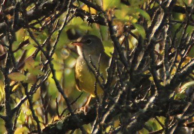 Mourning Warbler; immature