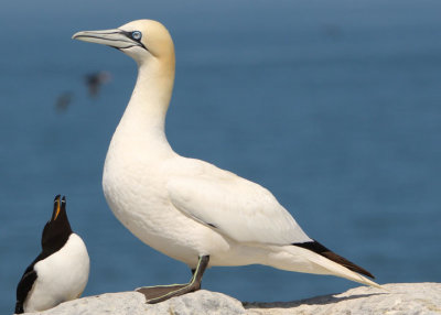 Boobies and Gannets