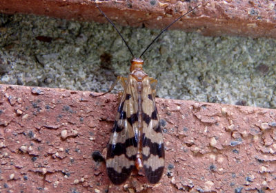 Panorpa dissimilis complex; Common Scorpionfly species; female