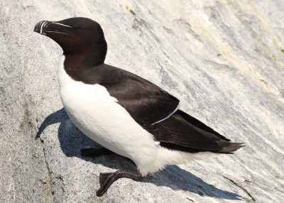 Razorbill 