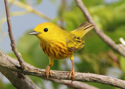 Yellow Warbler; male